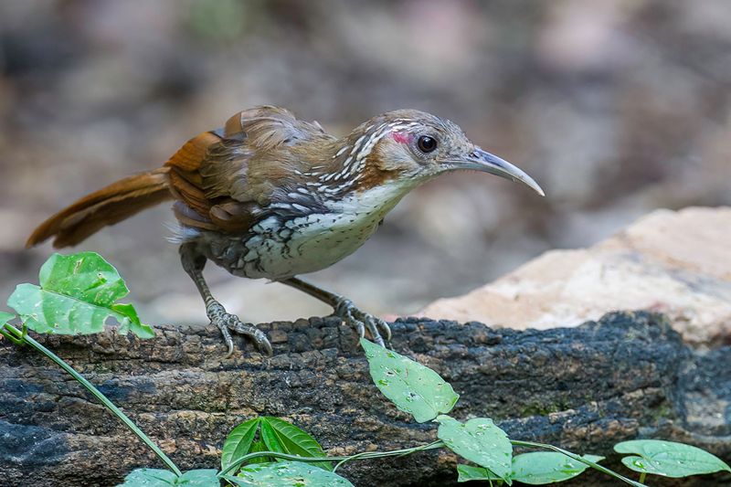 Large Scimitar-Babbler