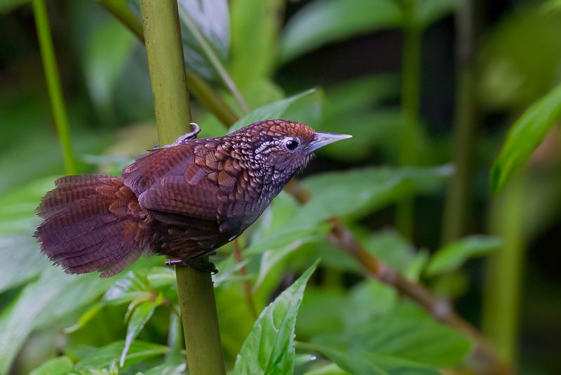 Cachar Wedge-billed Babbler