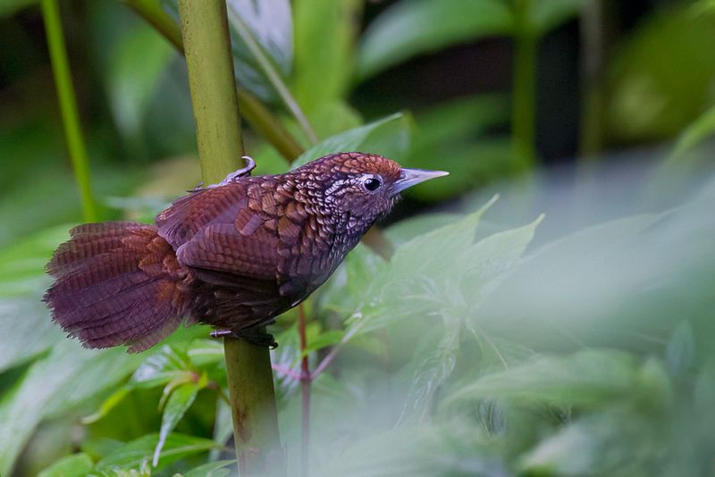 Cachar Wedge-billed Babbler