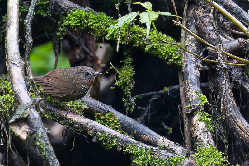Mishmi Wren-Babbler