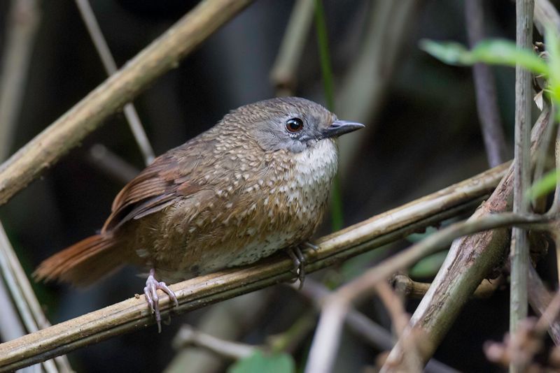 Naga Wren-Babbler
