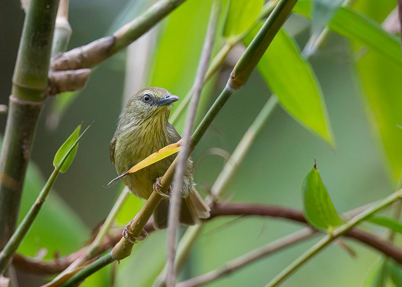 Pin-striped Tit-Babbler