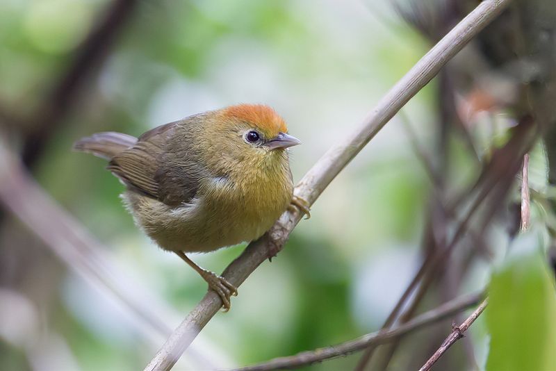 Rufous-capped Babbler