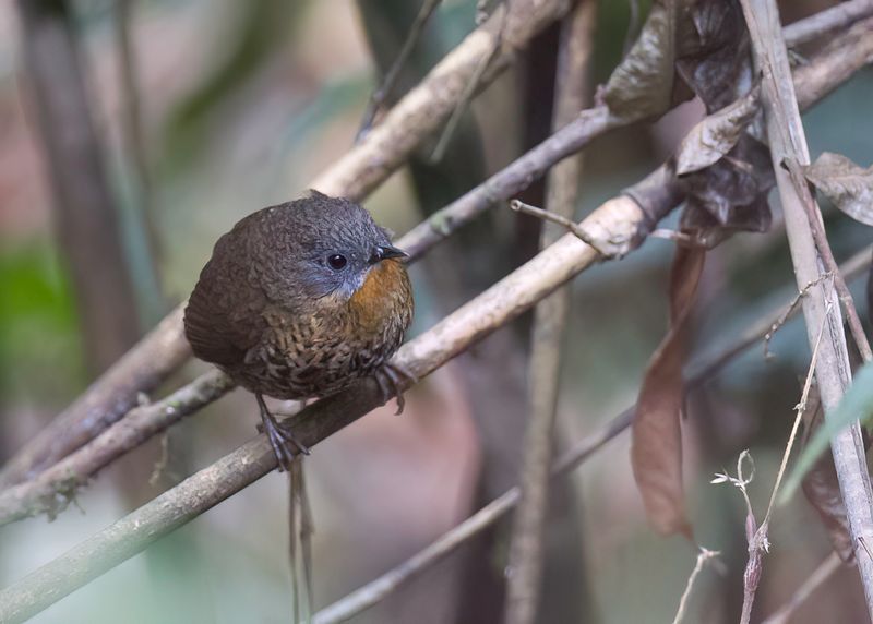 Rufous-throated Wren-Babbler