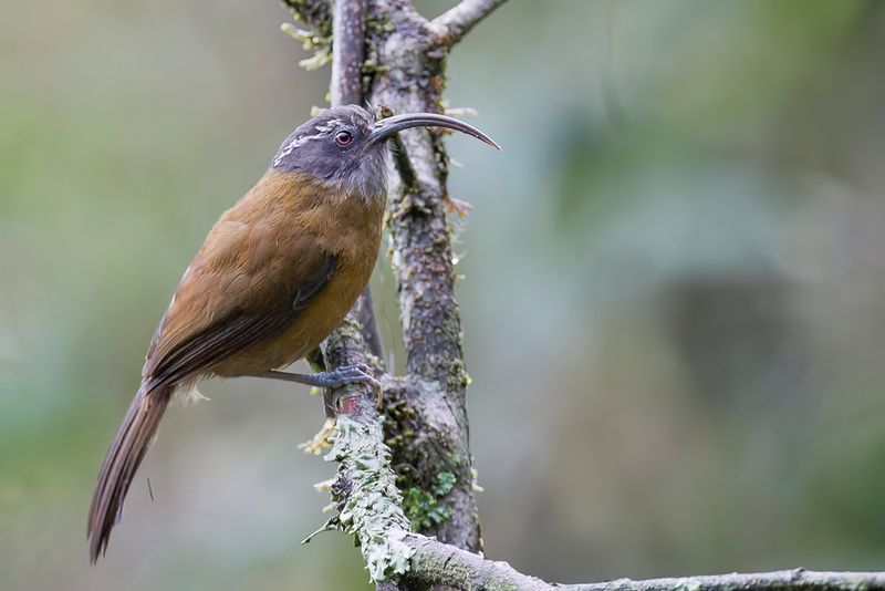 Slender-billed Scimitar Babbler