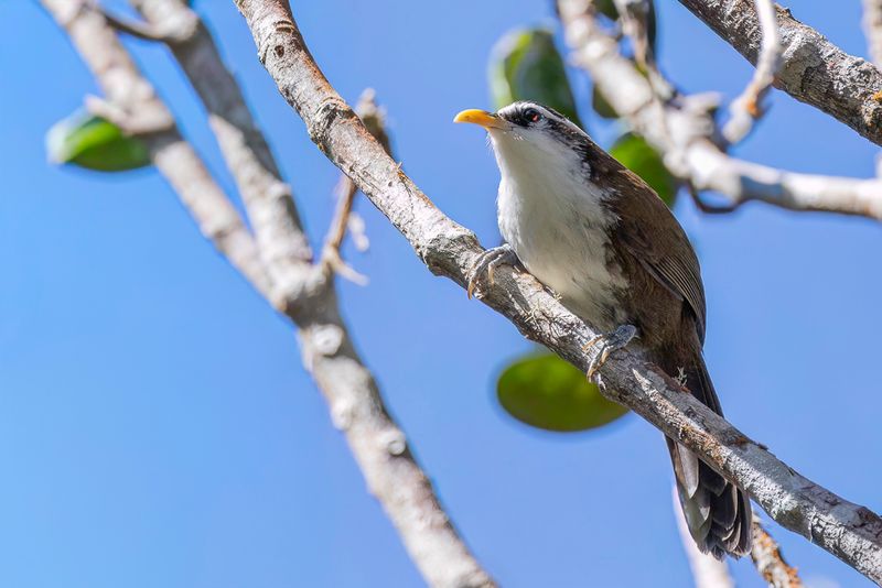 Sri Lanka Scimitar Babbler