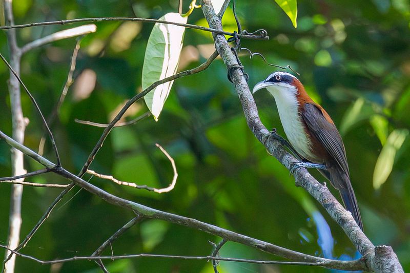 Sunda Scimitar Babbler