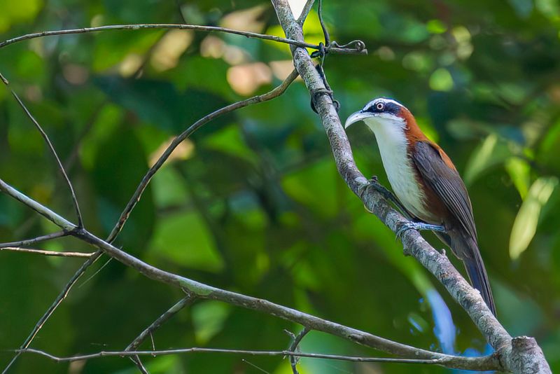 Sunda Scimitar Babbler