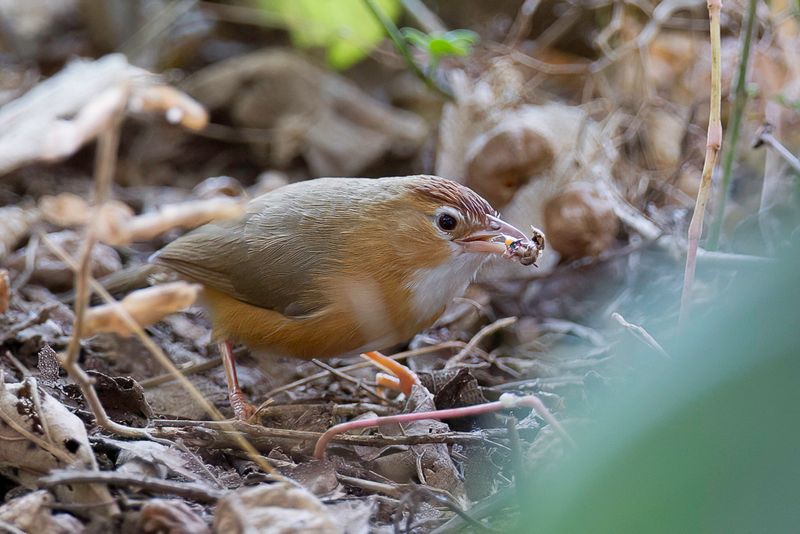 Tawny-bellied Babbler