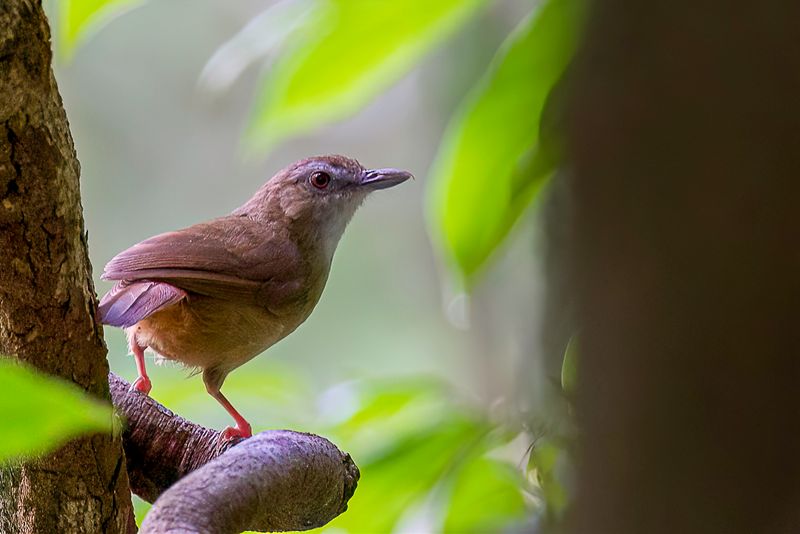 Abbott's Babbler
