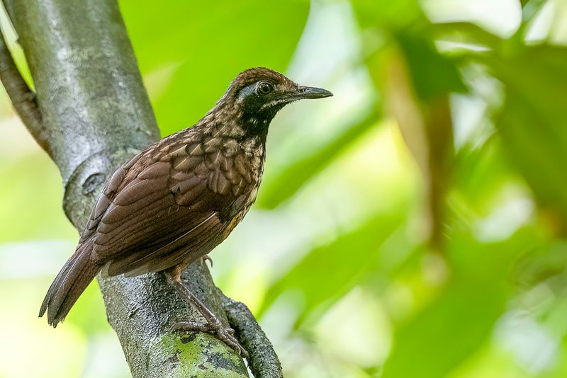 Black-throated Wren-Babbler