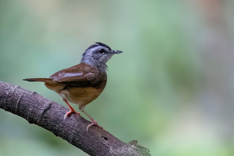 Blackcap Illadopsis