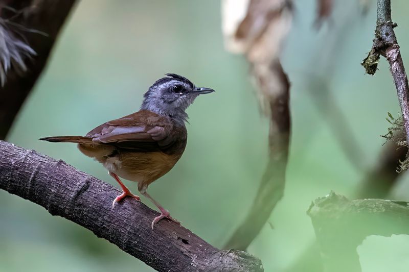 Blackcap Illadopsis
