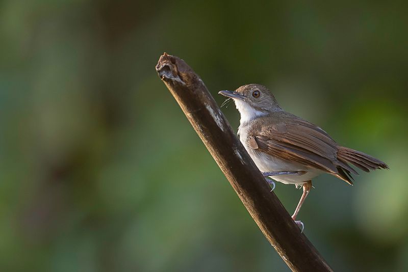 White-chested Babbler - Mangrovemuistimalia - Akalat  front noir