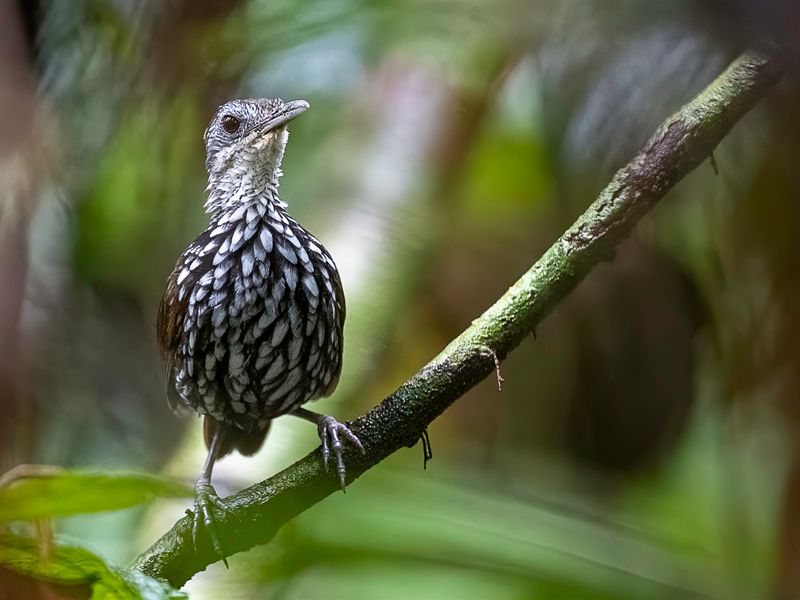 Bornean Wren-Babbler