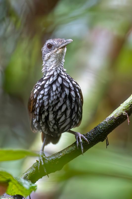 Bornean Wren-Babbler