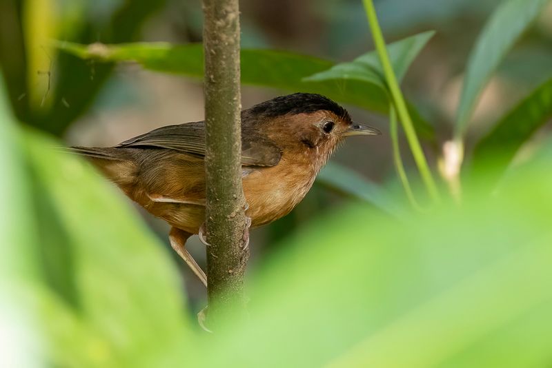 Brown-capped Babbler
