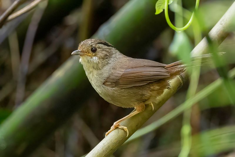 Dusky Fulvetta