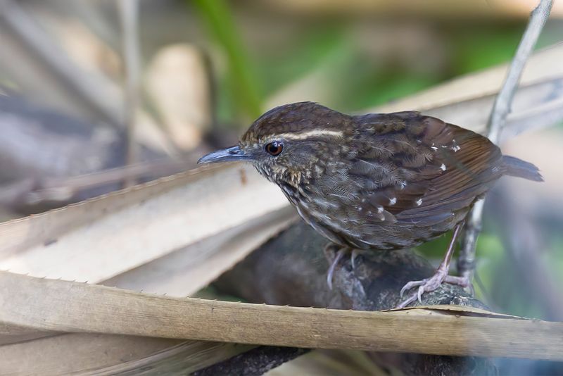Eye-browed Wren-Babbler