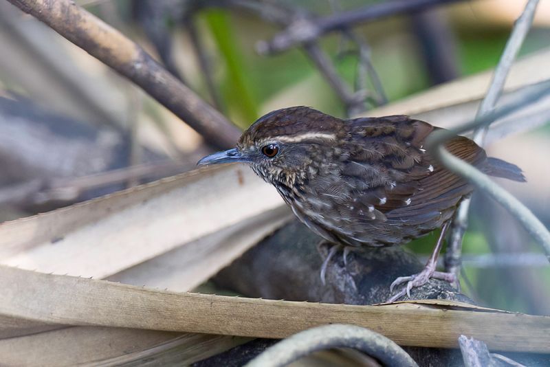 Eye-browed Wren-Babbler