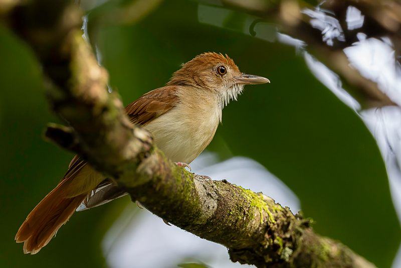 Ferruginous Babbler