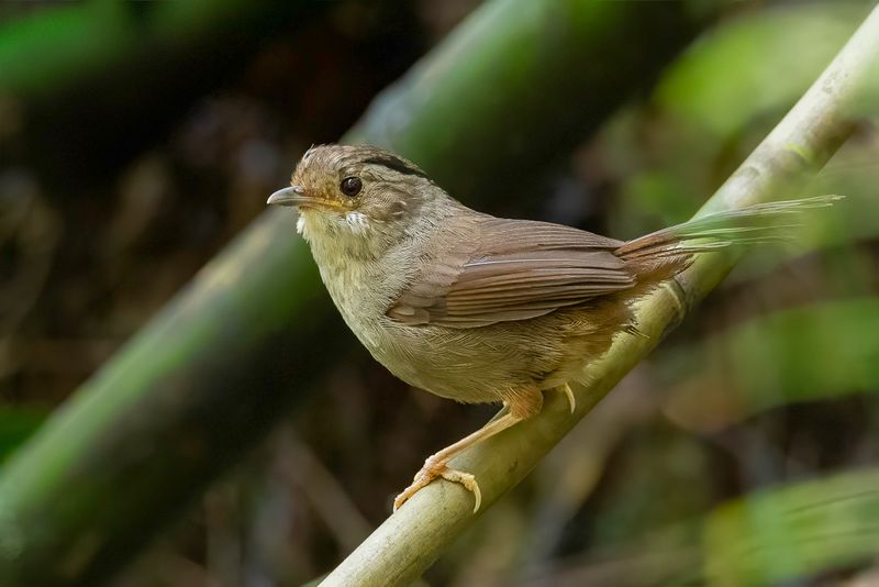 Golden-fronted Fulvetta