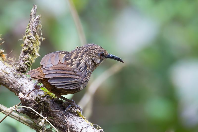 Long-billed Wren Babbler