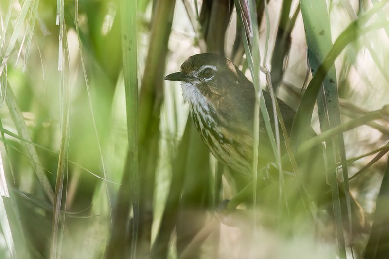 Marsh Babbler
