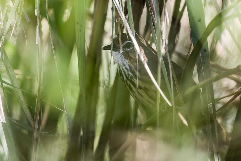 Marsh Babbler