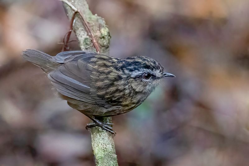 Mountain Wren-Babbler