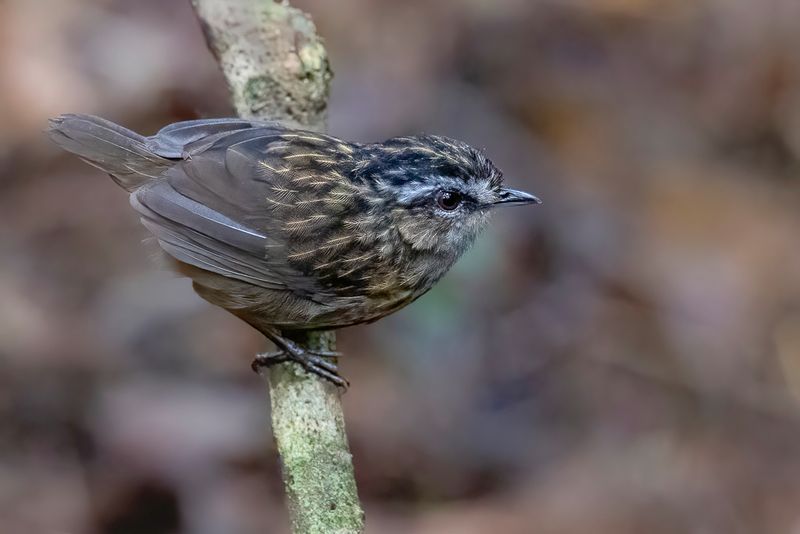 Mountain Wren-Babbler