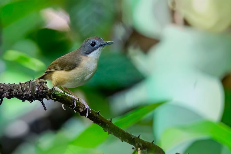 Short-tailed Babbler