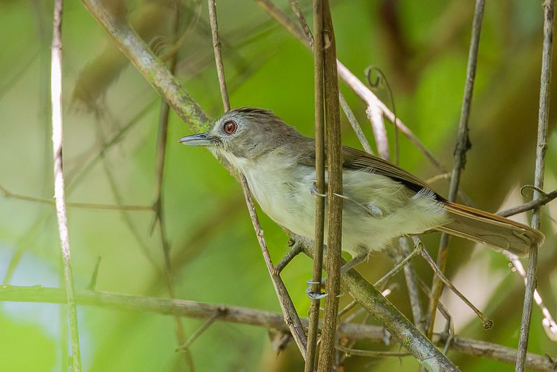 Moustached Babbler