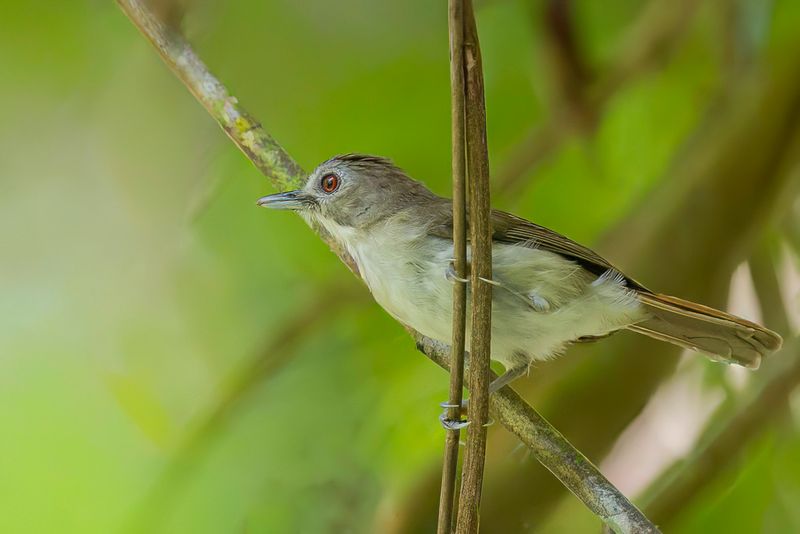 Moustached Babbler