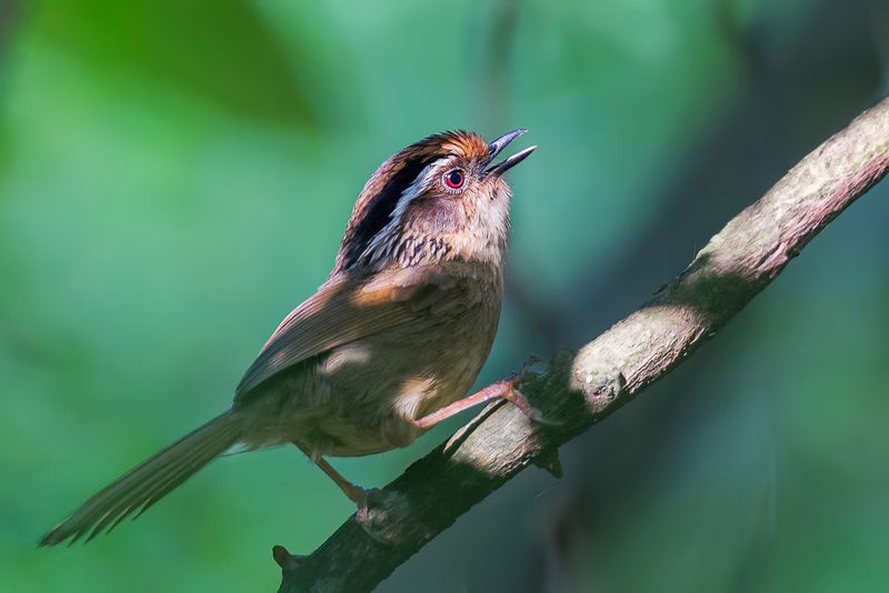 Rusty-capped Fulvetta