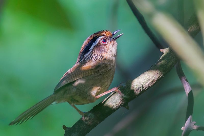 Rusty-capped Fulvetta