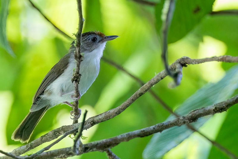 Scaly-crowned Babbler
