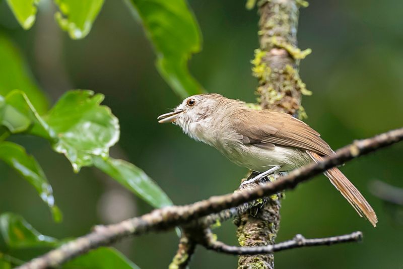 Sooty-capped Babbler