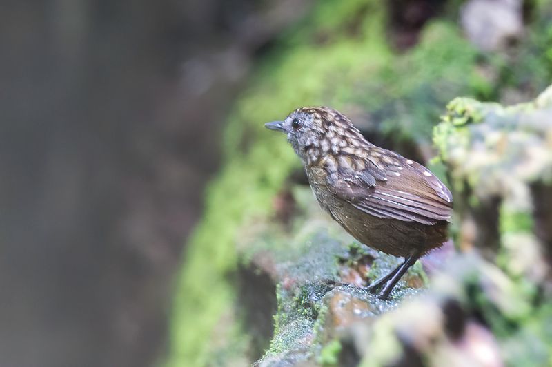 Streaked Wren-Babbler
