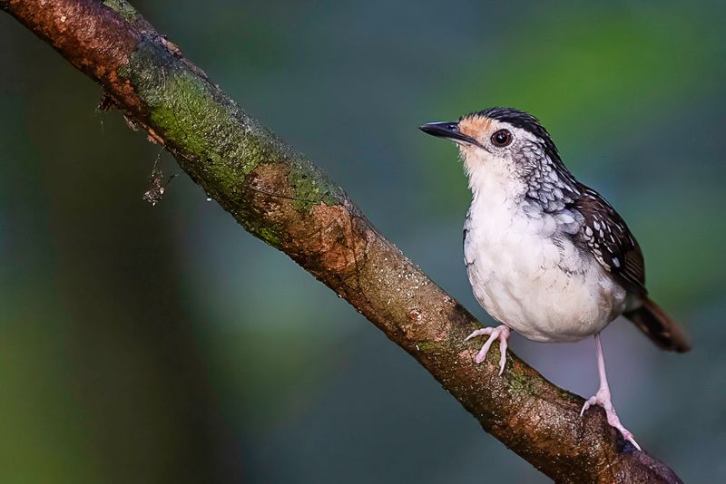 Striped Wren-Babbler