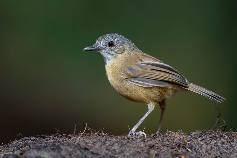 Temminck's Babbler
