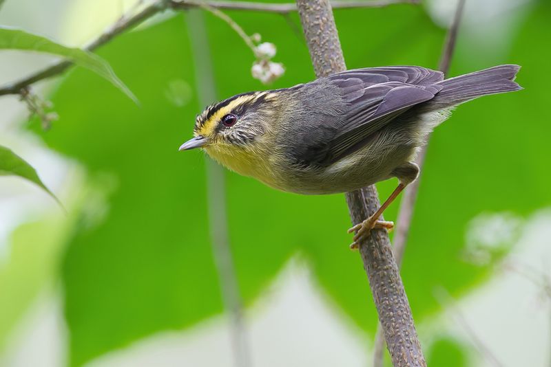 Yellow-throated Fulvetta
