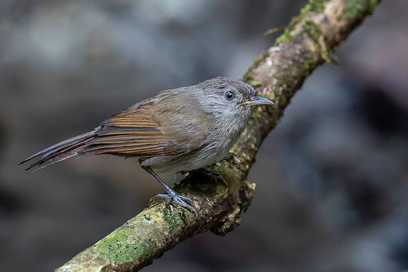Brown Fulvetta