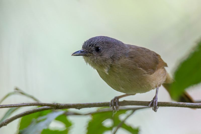 Brown-cheeked Fulvetta