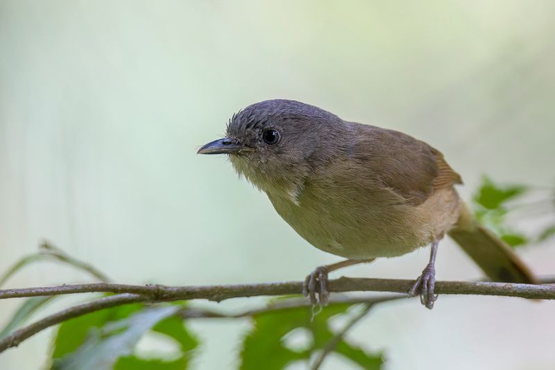 Brown-cheeked Fulvetta