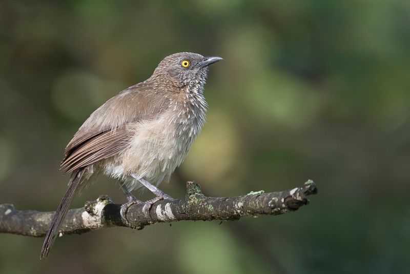 Arrow-marked Babbler