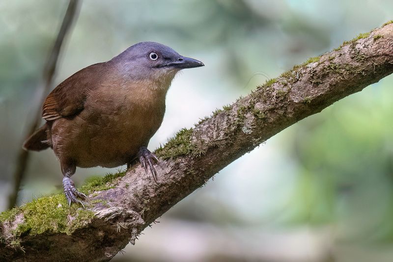Ashy-headed Laughingthrush