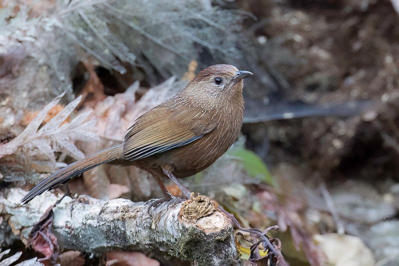 Bhutan Laughingthrush