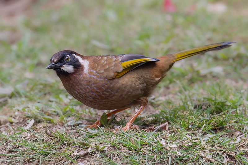 Black-faced Laughingthrush