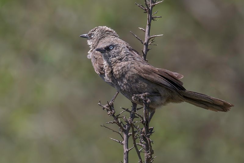 Black-lored Babbler